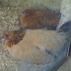 Chickens on the nest (Gallus gallus domesticus), 2019-08-11