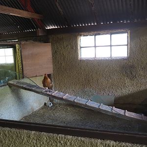 Domestic guinea pig pen, 2019-08-11