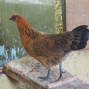 Chicken (Gallus gallus domesticus), 2019-08-11