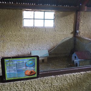 Domestic guinea pig pen, 2019-08-11
