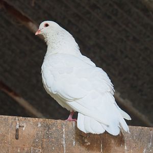 White domestic pigeon (Columba livia domestica), 2019-08-11