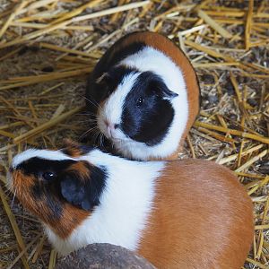 Domestic guinea pigs (Cavia porcellus), 2019-08-11