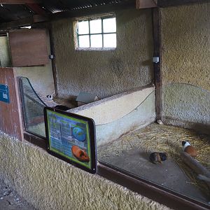 Domestic guinea pig pens, 2019-08-11