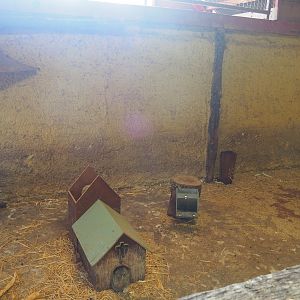 Domestic rabbit pen, 2019-08-11