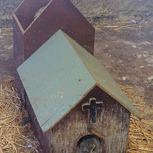 Domestic rabbit in weird hide, 2019-08-11
