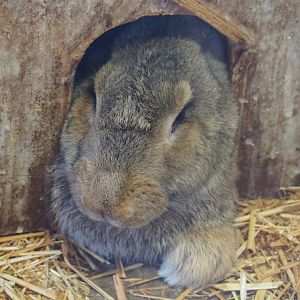Domestic rabbit (Oryctolagus cuniculus), 2019-08-11