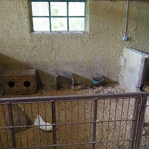 Chicken pen, 2019-08-11