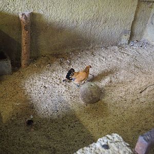 Chicken pen, 2019-08-11