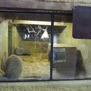 Small exhibit with very large rabbit, 2019-08-11