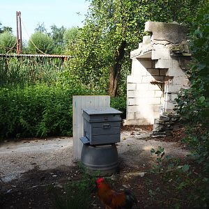Beehive area at site of aviary destroyed by storm, 2019-08-11