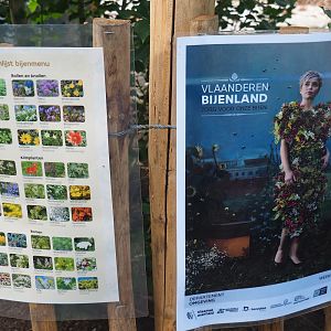 Signs good plants for bees and Flemish government bee campaign, 2019-08-11