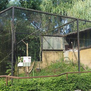 American kestrel aviary, 2019-08-11