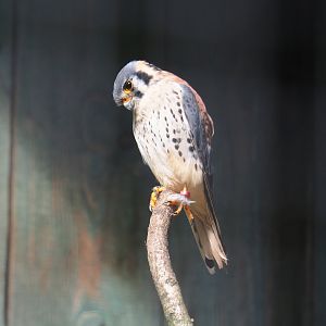 Male American kestrel (Falco sparverius), 2019-08-11