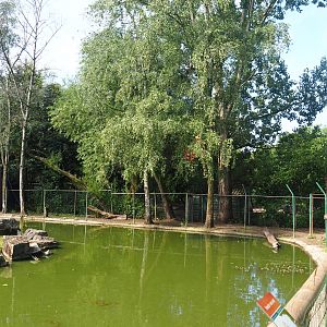 Capybara and Reeves' muntjac separate land area near capuchin island, 2019-08-11