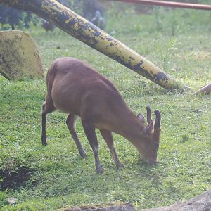 Reeves' muntjac (Muntiacus reevesi), 2019-08-11