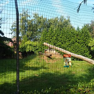 First cheetah exhibit, 2019-08-11