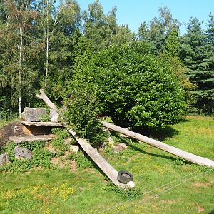 Second cheetah exhibit, 2019-08-11