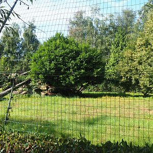 Second cheetah exhibit, 2019-08-11