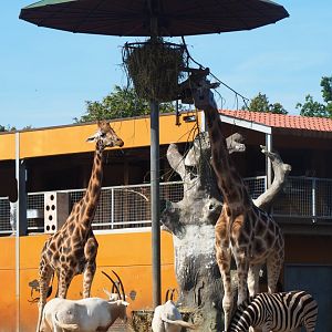 Savanna exhibit feeding station, 2019-08-11