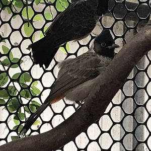Swamp House - Red-vented bulbul 070819