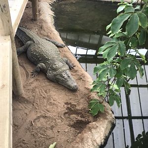 Swamp House - Mugger crocodile 070819