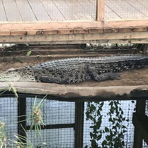 Swamp House - Saltwater crocodile 070819