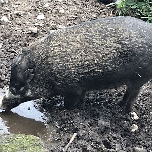 Negros warty pig 070819