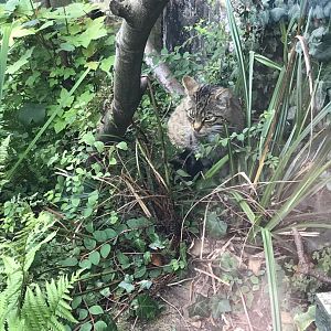 Scottish wildcat 070819