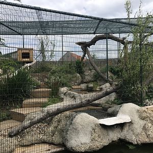 Indochinese leopard cat exhibit 070819