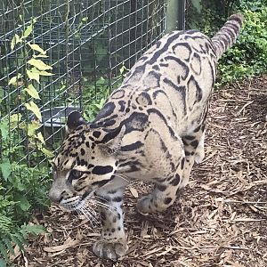 Indochinese clouded leopard 070819