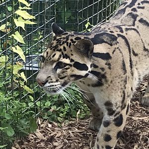 Indochinese clouded leopard 070819