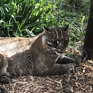 Tibetan golden cat 070819