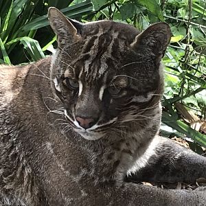 Tibetan golden cat 070819