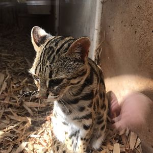 Indochinese leopard cat 070819