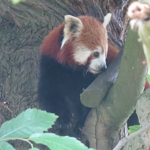 Nepalese red panda 070819