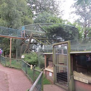Amur leopard enclosure 070819