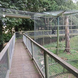 part of Siamang enclosure 070819