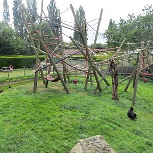 Sulawesi crested macaque exhibit 070819