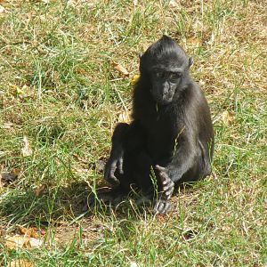 Sulawesi crested macaque juvenile 070819