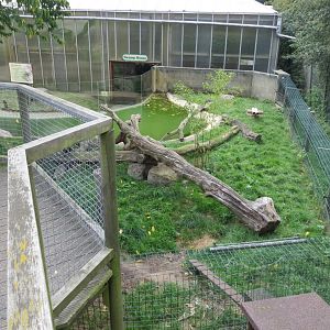 Asian small-clawed otter exhibit 070819