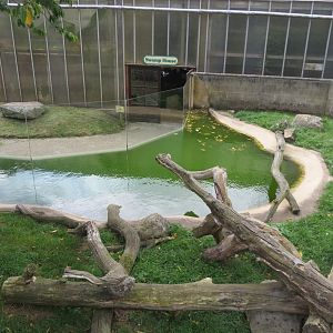 Asian small-clawed otter exhibit 070819