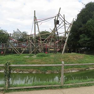 Sulawesi crested macaque exhibit 070819