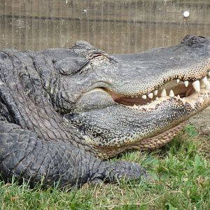 American alligator 070819