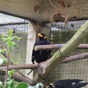Greater hill mynah 070819