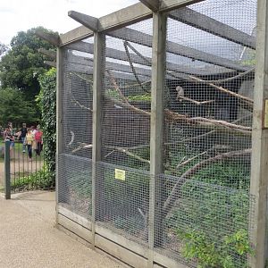Salmon-crested/Moluccan cockatoo aviary 070819