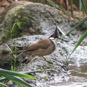 Forest House - Red-whiskered bulbul 070819