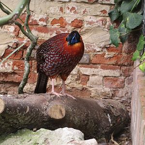 Temminck's tragopan 070819