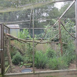 Red-billed blue magpie aviary 070819