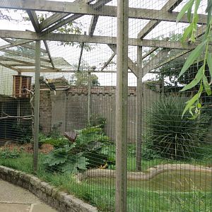 Blyth's hornbill aviary 070819