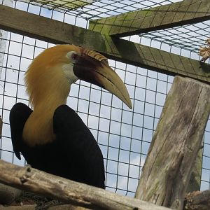 Blyth's hornbill 070819